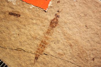Media type: image;   Entomology PALE-1452